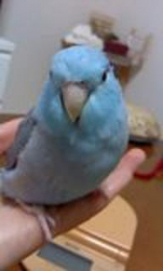 ペンギンみたいですが…