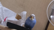おなかは水色