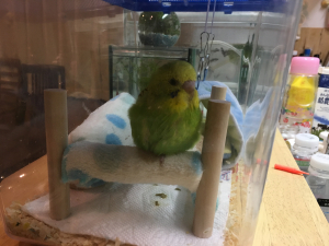 まったり中