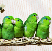カクタスパーチのロングです
