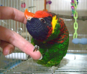 ズグロゴシキのひえん♂です＾＾