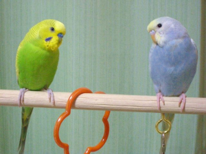左は（故）ごんちゃん♂右がらいちゃん♀