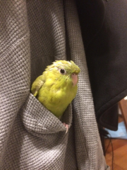 ポケットに入って膨らむモリ