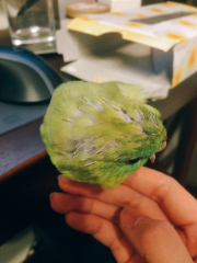 換羽進行中
