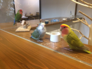 コザクラインコさん達