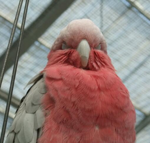 モモイロインコは可愛いですね♪