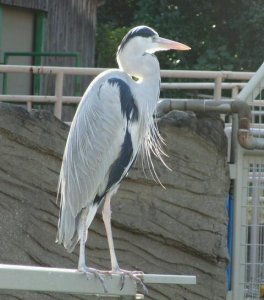 おこぼれを狙う蒼鷺？