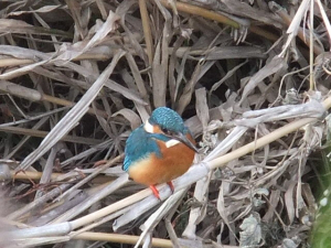 カワセミです♪