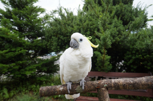 かりんちゃんにおリボン付けてみました。