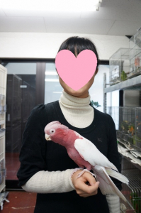 ベタ慣れモモイロインコちゃん