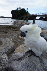 お盆休みで海デビューしたかりんです