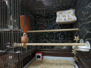 ひよこ電球はケージの外です