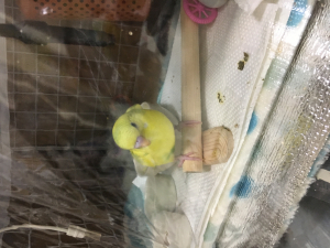 今日の千代丸の様子です