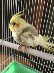 保護当時です