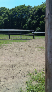 巣から見える風景…そこに林が！！