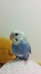 我が家のセキセイインコあおちゃんです♪