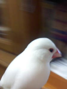 「ふう、力が入りすぎて目が回ったぴ…。」