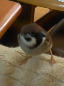 「荒鳥なのにここまで頑張ったでちゅん！」