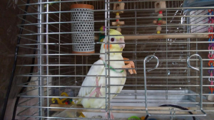 お洒落でしょう？