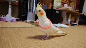 似合ってる？