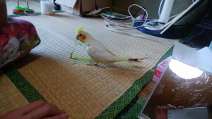バリバリ