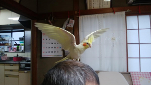 お父さんも襲うピュイ♪