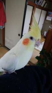 美鳥の肝っ玉母ちゃん。