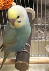 ケージに初めて入ったところ
