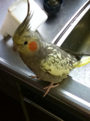 キッチンで水浴びするのが大好きです。