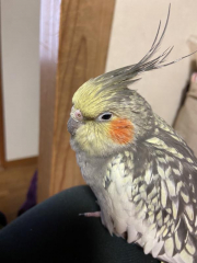 膝に止まって寝るのが好きです。