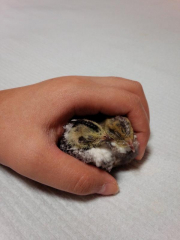 なきろとにーこです。(生後22日)