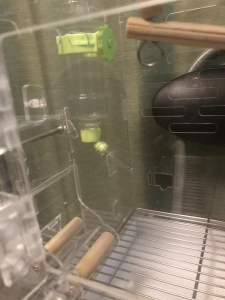 水入れは変えてます