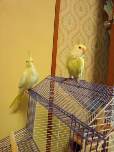 あのさ、