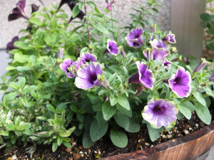 寄せ植えは一気に夏に向けて♪