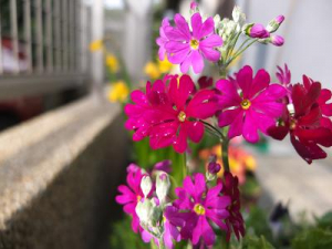 気温があまり上がらず、、頑張れ桜草！