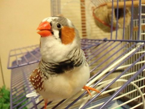 なんか、不明語をしゃべっています。