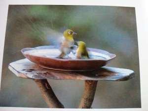 野鳥の水浴び写真ばかりの絵本の裏表紙。