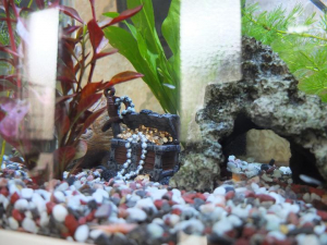 わがやの稚魚水槽