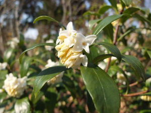 ジンチョウゲのお花*