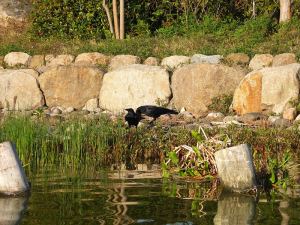 ハシブトカラスの夫婦かな〜？