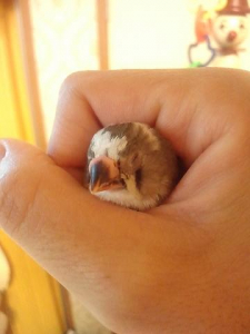 手の中ではまったりしてくれます。
