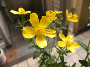 品種名「カナリア」というお花