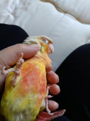 ウロコのピダムです?