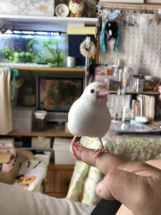 はく①