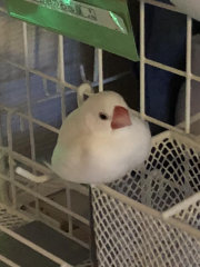 はく③