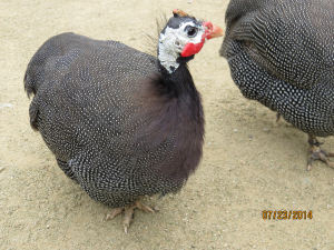 自由すぎるホロホロ鳥