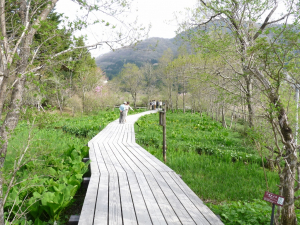 箱根湿生花園