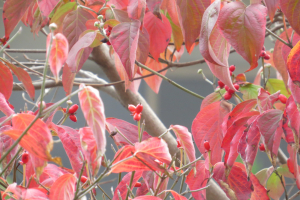 庭の花水木も真っ赤です