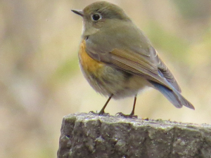 ♀ルリちゃん