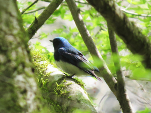 若鳥かしら